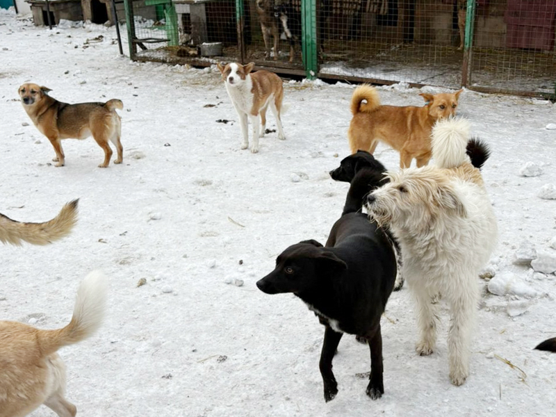 Наш институт принял участие в акции «Помощь без границ»