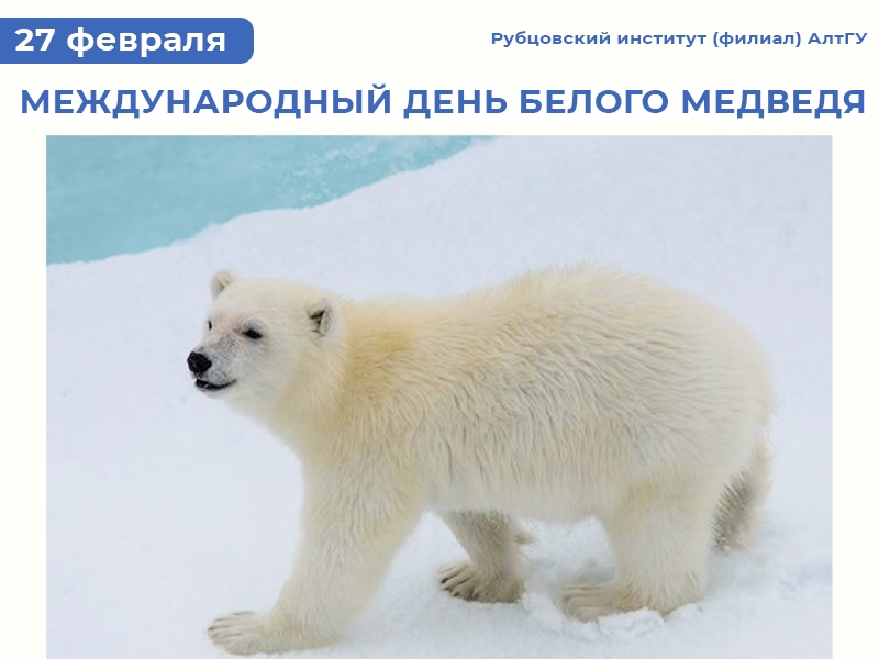 А сегодня необычный день - Международный день полярного медведя